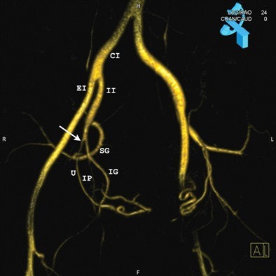 2009 05 27 14 15 03 255 Figure1 A Naguib 394 2