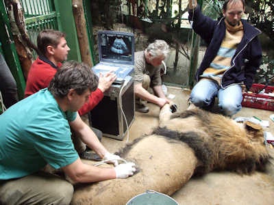 Male Asian lions are an extremely endangered species. This animal lived at Prague Zoo and was having breeding problems. His fertility was checked, including by means of an external ultrasound examination of the prostate and testes. After testing, it was found that the female had large ovarian cysts.