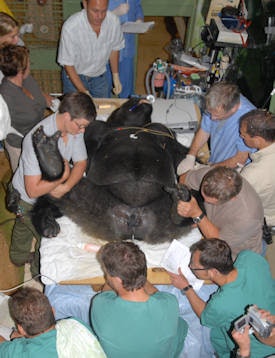 A male silverback gorilla was fully anesthetized by a team of human anesthesiologists at the Jersey Wildlife Preservation Trust in the Channel Islands. An ultrasound examination of the prostate and testes and also a semen evaluation were conducted to help ensure breeding success. A lesion on the gorilla's testicle was diagnosed using ultrasound, and it was treated with a hemicastration. All images courtesy of Dr. Thomas Hildebrandt.