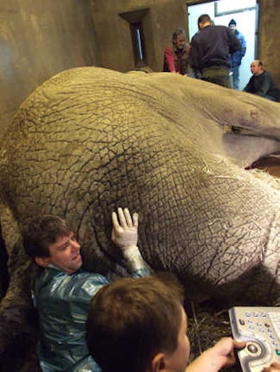 Fully grown anesthetized African elephant bull at the Zoo Dvur Králové in the Czech Republic. Hildebrandt and his colleagues performed a reproductive assessment using transrectal ultrasound, combined with an electro-ejaculation for semen evaluation. The testes were inside the abdominal cavity, located about 1.5 meters from the anus.