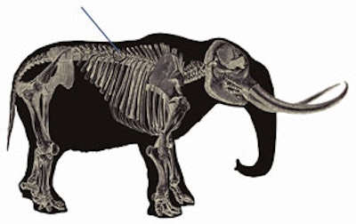 Approximate location and trajectory of projectile point. All images courtesy of Michael Waters, PhD, and the University of Copenhagen.