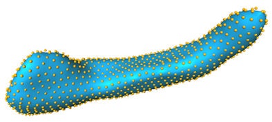 More than a thousand landmark points were placed on the hippocampal surface. All images courtesy of Hakim Achterberg.
