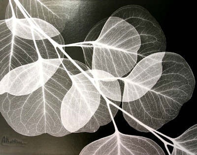 'Eucalyptus' by Albert Koetsier. Image courtesy of Albert Koetsier (www.beyondlight.com).