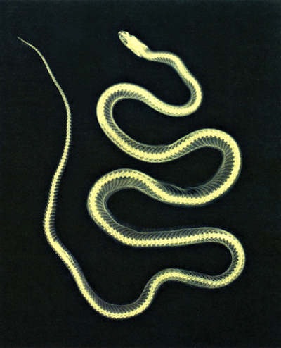 'Aesculapian Snake' by Josef Maria Eder and Eduard Valenta