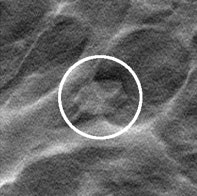 Breast tomosynthesis slice holding a simulated mass