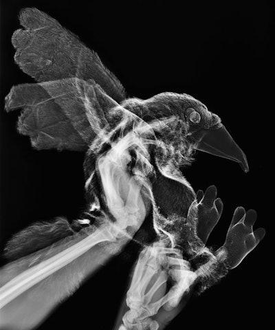 Object theater series. © Marc Ferrante.