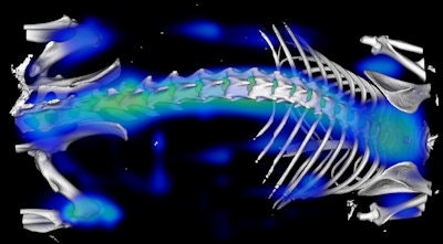Merged fluorescence molecular tomography and µCT image of a mouse after injection of the targeted fluorescent imaging agent Osteosense. The agent targets hydroxyapatite to enable in vivo detection and monitoring of skeletal changes that occur during bone growth or resorption. Image courtesy of Dr. Fabian Kiessling.
