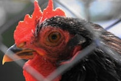 2013 06 18 09 35 47 193 Hen 200