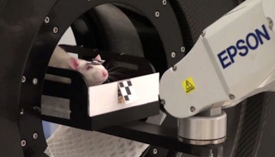 Above: PET imaging of an awake, freely moving rat. Below: The tube-bound rat is confined within a tube but free to move its head. All images courtesy of Steven Meikle.