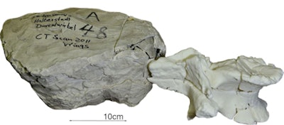 The original incorrectly labeled plaster jacket and the researchers' 3D print of the vertebra. All images courtesy of RSNA.