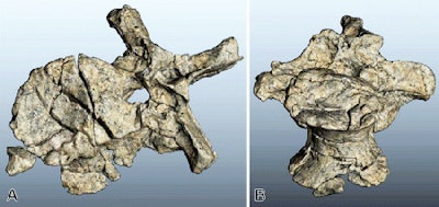 Virtual 3D reconstructions of the vertebra obtained after the surrounding sediment matrix and plaster were digitally removed through segmentation of the CT dataset.