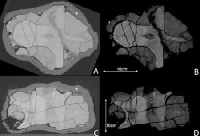 Coronal (A, B) and sagittal (C, D) reconstructions of the fossil using different window levels and widths. Numerous fracture lines are visible.