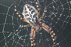 2014 05 27 08 21 06 393 Spider With Web 200a