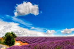2014 08 05 10 02 45 175 Lavender Field Blue Sky 200