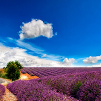 2014 08 05 10 02 45 175 Lavender Field Blue Sky 200