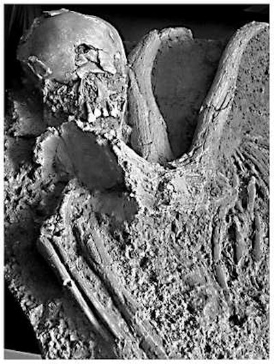 Above, partial view of the Qafzeh 11 burial showing the deposit of the red deer antlers in close contact with the child skeleton (cast).
