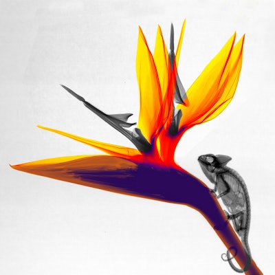 'Chameleon, strilizia.' All images courtesy of Arie van 't Riet, PhD.