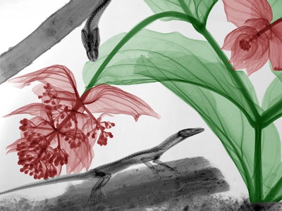 'Monitor lizard, snake, medinilla'