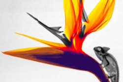 2014 10 08 10 52 35 220 Chameleon Strelitzia 200