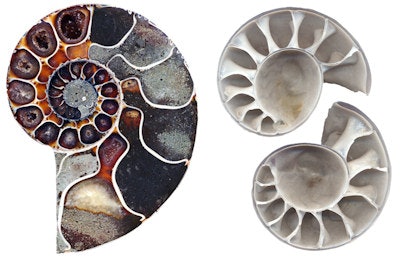 Left: Ammonites are relatives of the recent nautilus; both have a chambered external shell. The soft body was in the outermost chamber, i.e., the body chamber, which in this fossil has not been completely preserved. Right: 3D print of about 10 cm in diameter of an ammonite hatchling whose actual shell size is less than 1 mm. © RUBIN, photo: René Hoffmann.