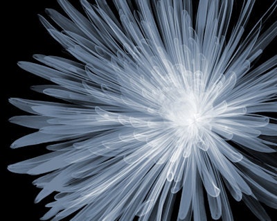 Getting the scan settings right is particularly important for delicate objects such as plants.