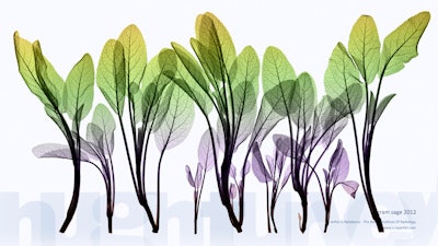 There is something much deeper in the substrate beneath, Turvey said. Here is an example of sage. All art images courtesy of Hugh Turvey.