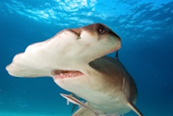 2015 12 02 09 46 11 611 Hammer Head Shark 200