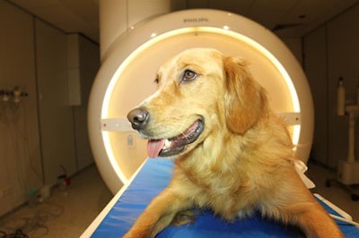 One of the study participants, Barack, lies on the scanner bed. Photo by Enikő Kubinyi. All images and video courtesy of Attila Andics, PhD.