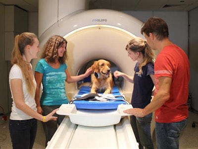 Barack receives praise after a successful scan. Photo by Enikő Kubinyi.