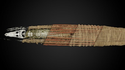 The crocodile mummy.