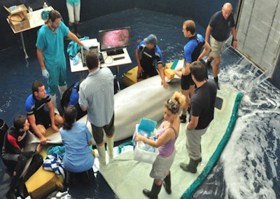Combined endoscopic-interventional radiology approach for beluga whale fertilization.