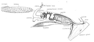 Longitudinal section of the reproductive female porpoise (Meek A. The reproductive organs of cetacean. J Anat. 1918;52:pt 2, pp.186-210).