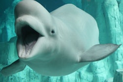 2016 12 07 13 43 06 712 Whale Beluga 400