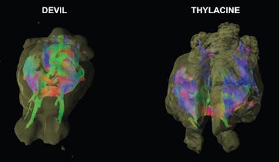 Image shows the neural pathways of the Tasmanian devil (left) and the thylacine, better known as the Tasmanian tiger. Image courtesy of Emory University.