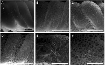 Surface analysis by scanning electron microscopy during enhanced degradation of polymer stents (bar represents 500 µm). (A) Before degradation (smooth surface); (B, C) increase of surface roughness; (D-F) after 14 days, well-defined pores were distinguished. Images republished with permission of 3D Printing and Additive Manufacturing.