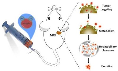 Gd nanoparticles biomineralized in transferrin proteins. After being injected into the tail vein of mice, Gd@Tf NPs accumulate in the tumor areas and are eliminated by the body via the hepatobiliary system. This shows that Gd@Tf NPs are tumor-targeting and metabolically clearable, say the researchers. Image courtesy of Nano Letters.