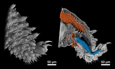 Nano-CT images of a velvet worm leg. Left: Surface of the leg. Right: A view inside the tissue with muscle fibers highlighted. Copyright: MĂĽller, Pfeiffer/TUM/reproduced with permission from PNAS.