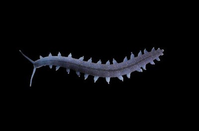 Euperipatoides rowelli, a species of velvet worm. Copyright: de Sena Oliveira/Universität Kassel/reproduced with permission from PNAS.