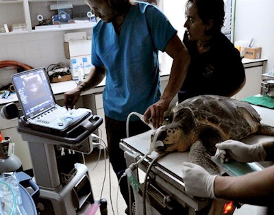 Anesthetic monitoring performed during an examination of a sea turtle.