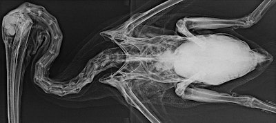 X-ray remains the best modality for marine birds.