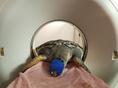 CT, MRI, and PET/MRI are used in complex cases, such as endangered sea turtles with decompression sickness.