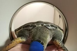 2019 01 15 23 26 1216 Picture13 Valencia Turtle 20190115231919