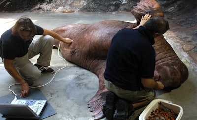 A walrus can weigh up to 1,500 kg.