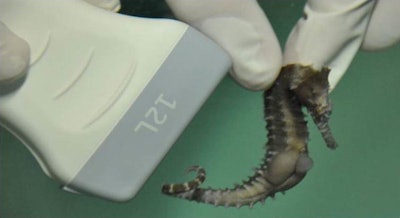 Imaging of sea creatures presents a unique set of challenges. All images courtesy of L'OceanogrĂ fic in Valencia, Spain.