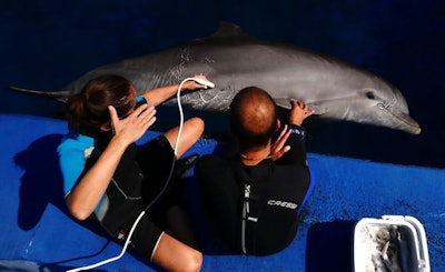 Dolphins are sensitive to ultrasound frequencies.