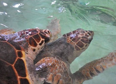 For sea turtles, ultrasound can be used to assess follicular development and buoyancy problems and for coelomic examinations.