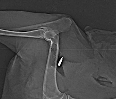 Dual-energy CT scan of bullet lodged in an animal cadaver near the humerus. Image reprinted from 'Identification of bullets based on their metallic components and x-ray attenuation characteristics at different energy levels on CT,' Gascho et al, American Journal of Roentgenology, September 2019, Vol. 213:3. Copyright © 2019.