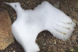 2019 10 11 22 32 9322 Albisetti Hope 20191011223735