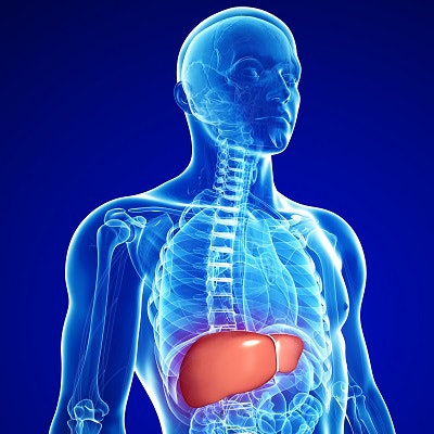 2020 03 03 00 30 6880 Liver Anatomy 400