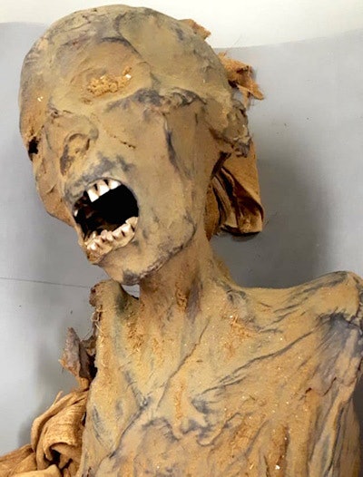 Photo of the head and upper torso of the mummy known as 'Unknown Woman A,' taken on 9 March 2020. It shows widely opened mouth and tilted head of the mummy to the right side. All images courtesy of Dr. Sahar Saleem and Dr. Zahi Hawass.